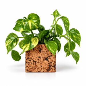 Eco-Friendly Tabletop Planter Set