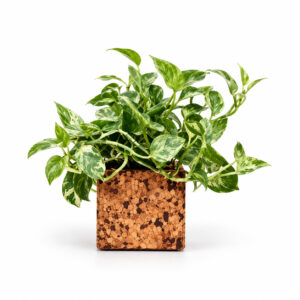 Abstract Planter Design 2