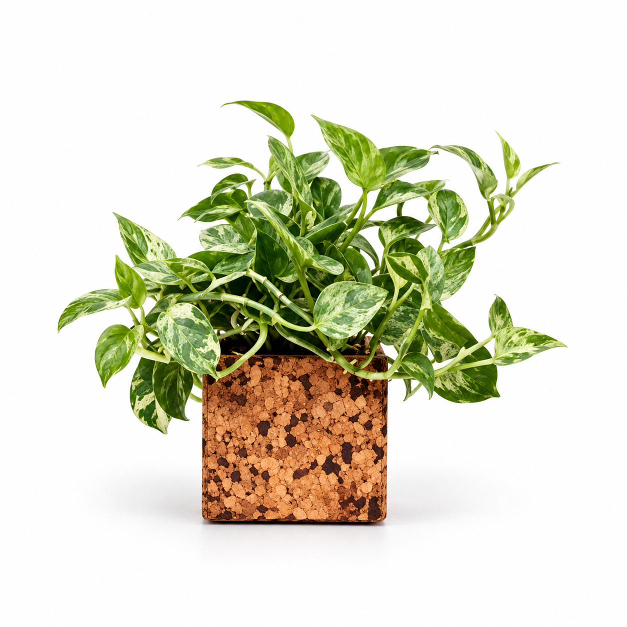 Abstract Planter Design 2