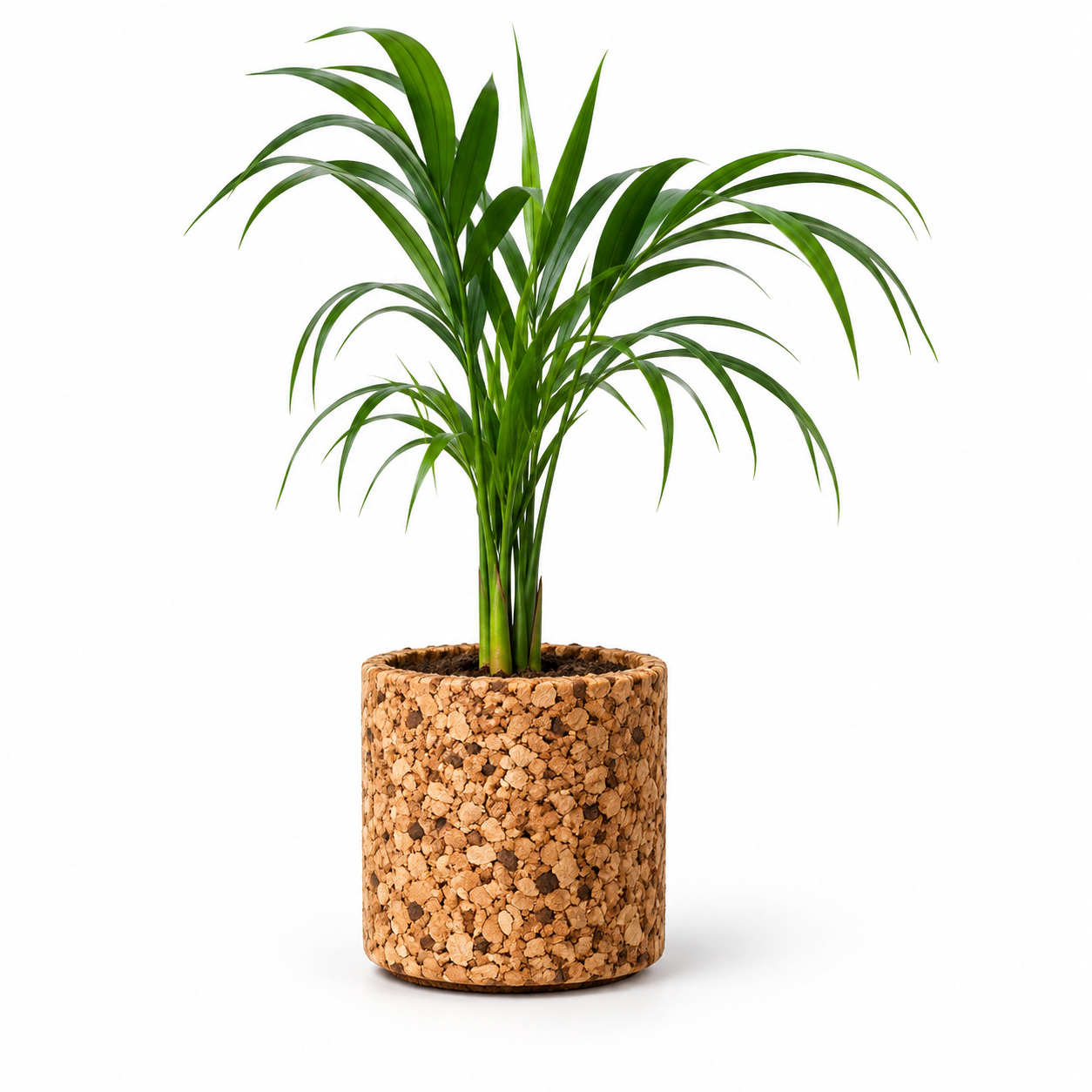 Natural Grain Planter