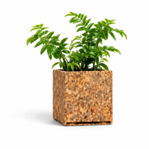 Olive Planter Design 1