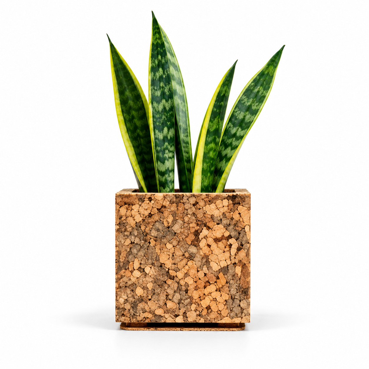 Olive Planter Design 2