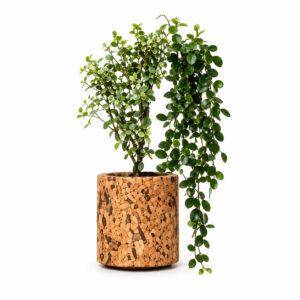 Aqua Planter